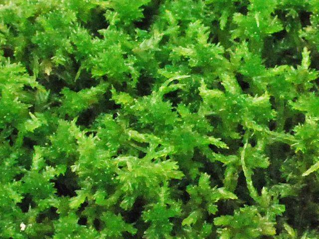 Simple cultivation of orchid moss