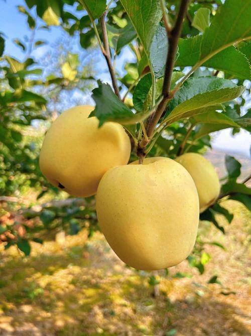 High-yielding plant technology no. 3 of sushang