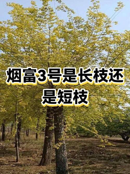 High-yielding plant technology no. 3 of sushang