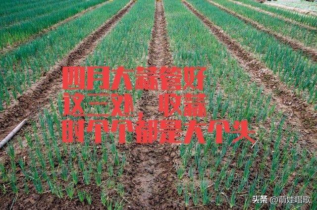 Northeast spring garlic growing technology