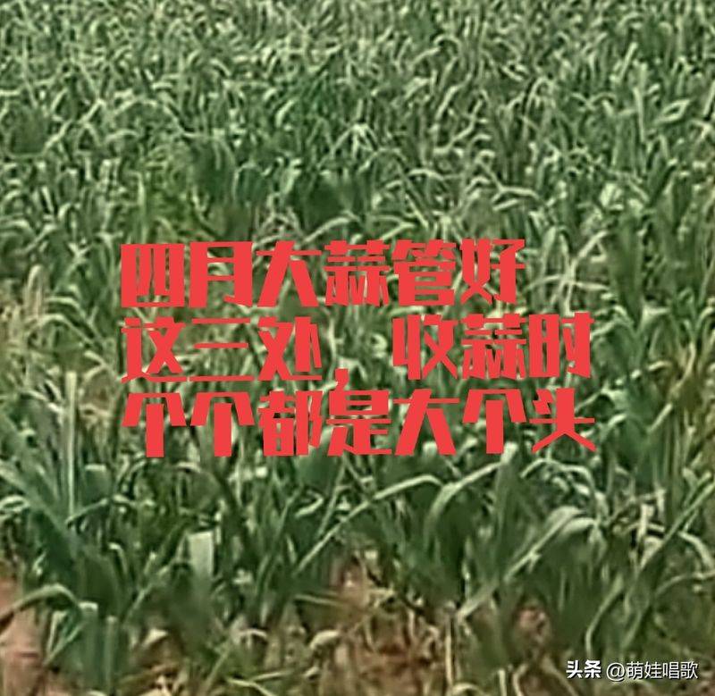 Northeast spring garlic growing technology