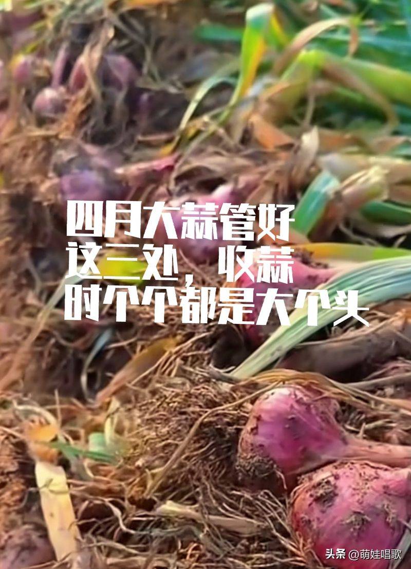 Northeast spring garlic growing technology