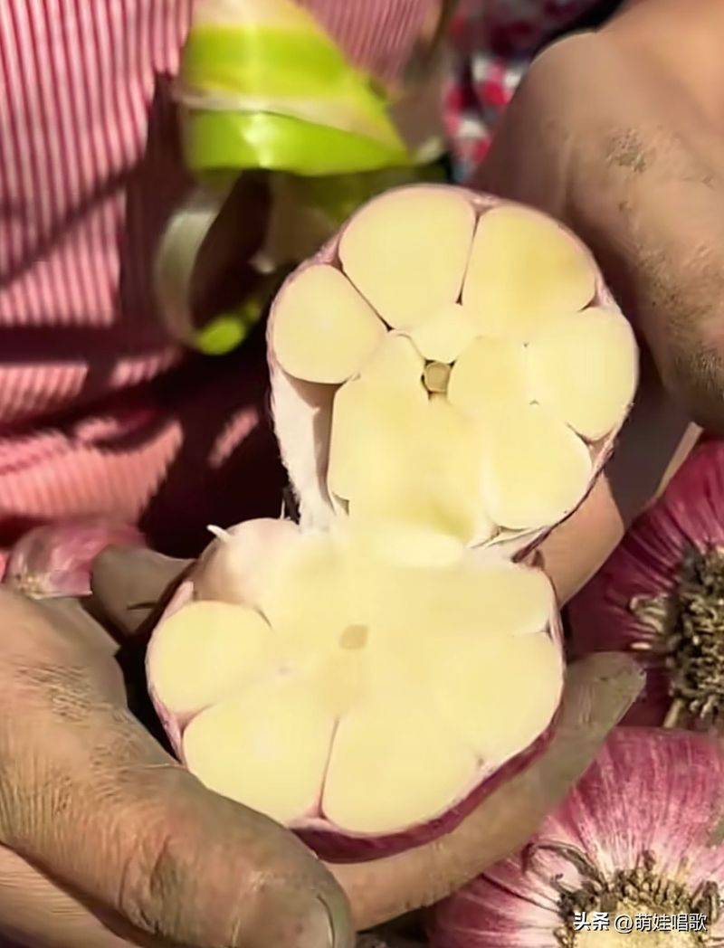 Northeast spring garlic growing technology