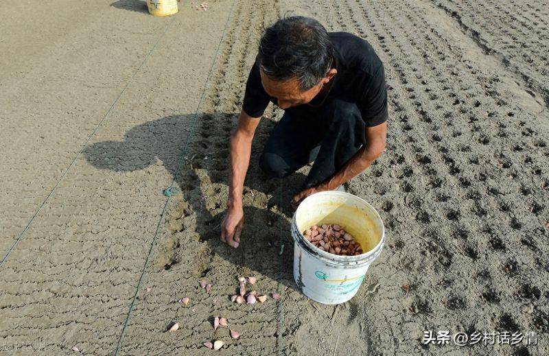 大蒜最佳种植时间是什么时候?怎么预防病虫害?有什么种植技巧?