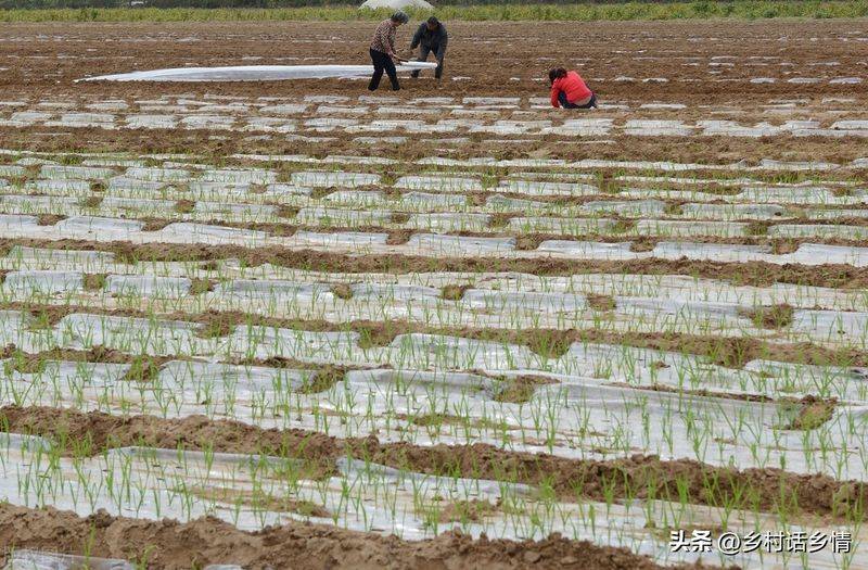 Northeast spring garlic growing technology