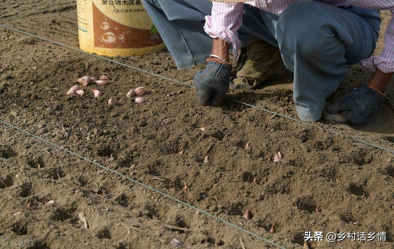 Northeast spring garlic growing technology