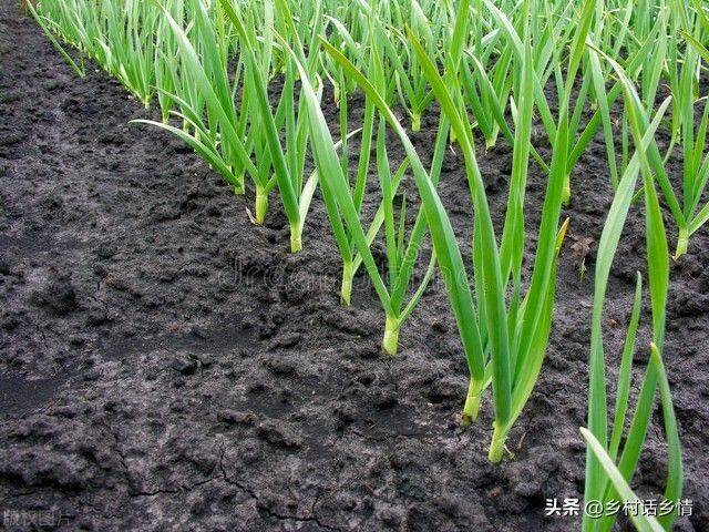 Northeast spring garlic growing technology