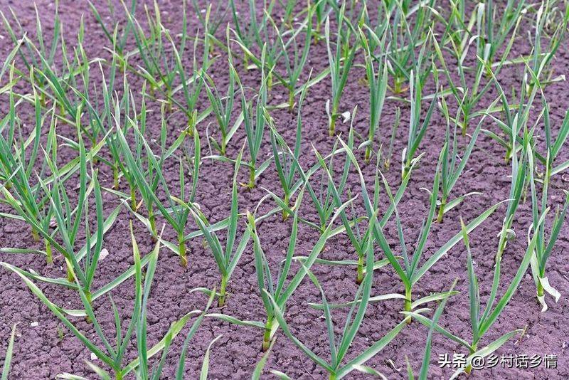 Northeast spring garlic growing technology