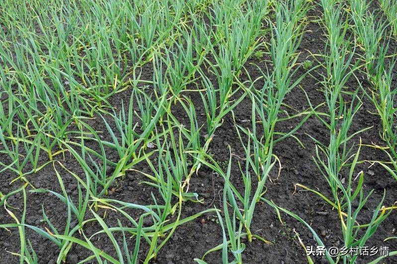 Northeast spring garlic growing technology