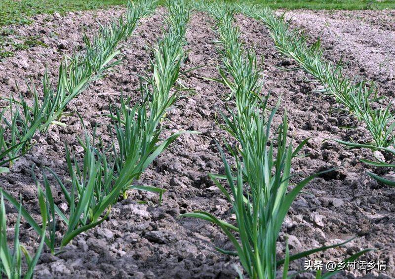 Northeast spring garlic growing technology