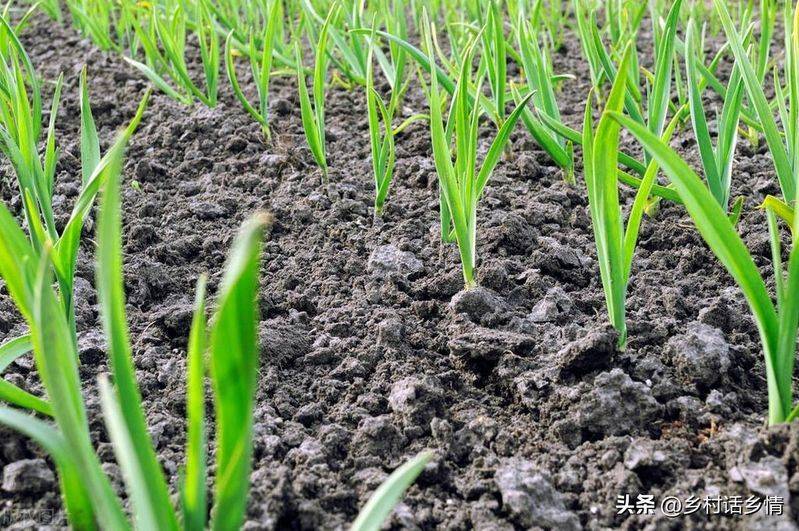 Northeast spring garlic growing technology