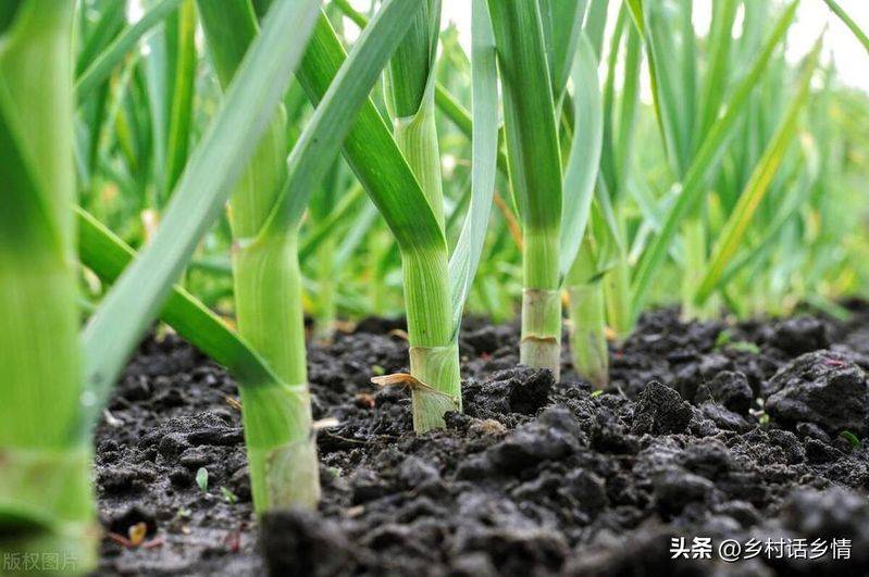 Northeast spring garlic growing technology