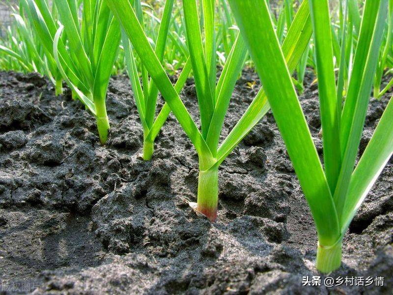 Northeast spring garlic growing technology