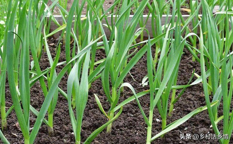 Northeast spring garlic growing technology