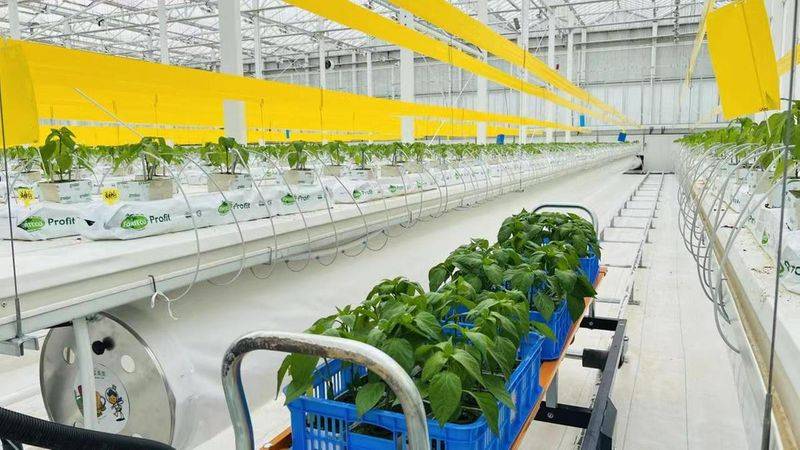 New varieties of high-quality fruit