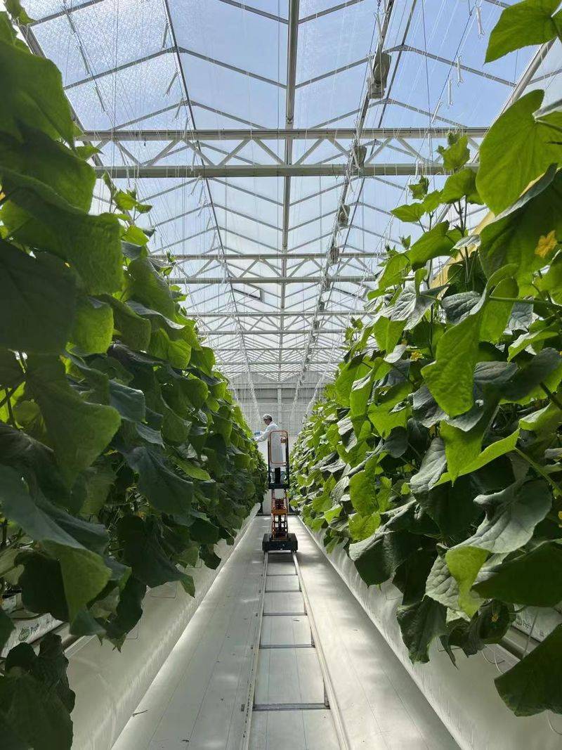 New varieties of high-quality fruit