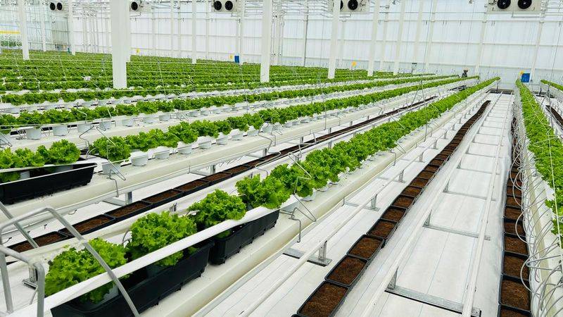 New varieties of high-quality fruit