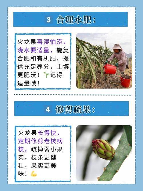 The technique of planting dragon nuts