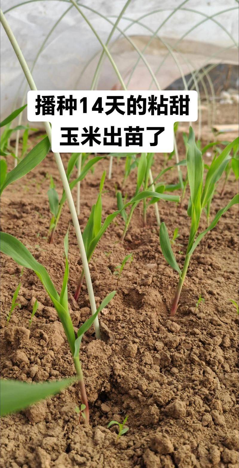High-yielding plant technology no. 3 of sushang