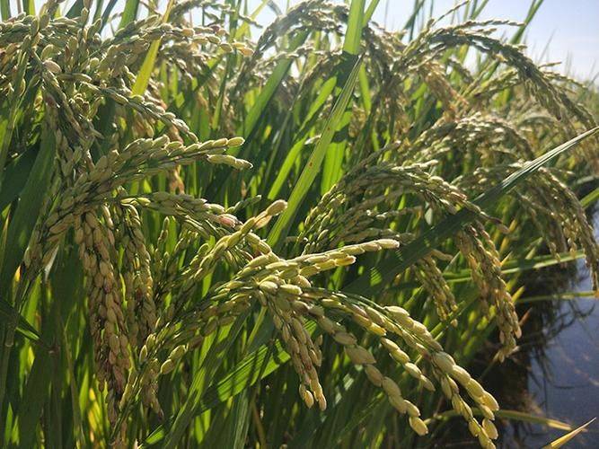 High-yielding plant technology no. 3 of sushang