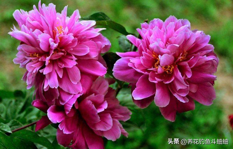 牡丹花种植方法