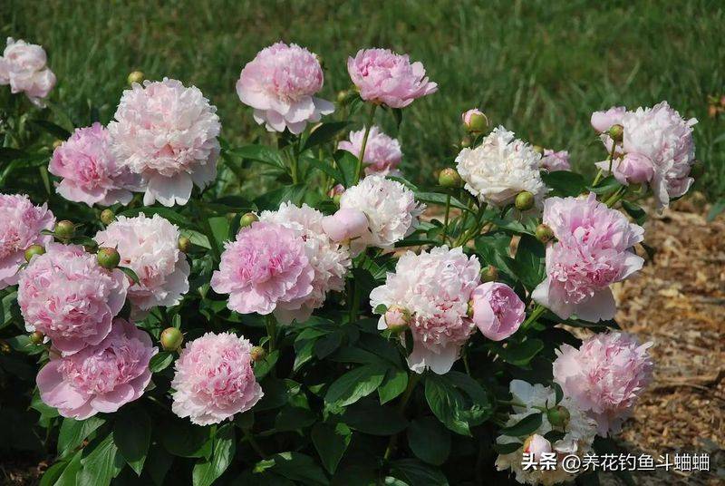 牡丹花种植方法