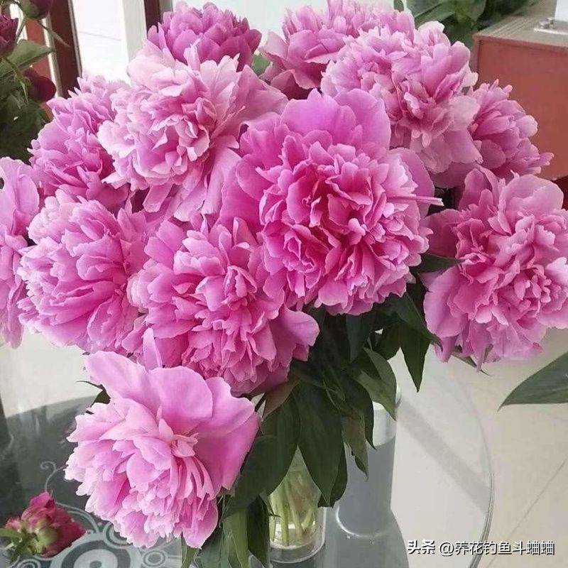 牡丹花种植方法