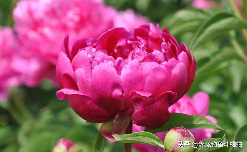 牡丹花种植方法