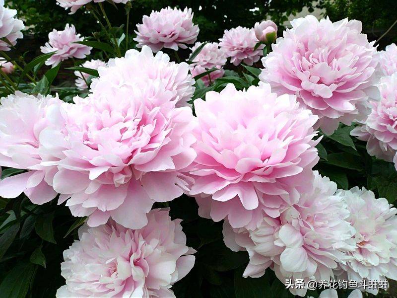 牡丹花种植方法