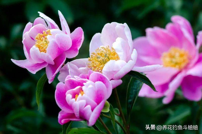 牡丹花种植方法