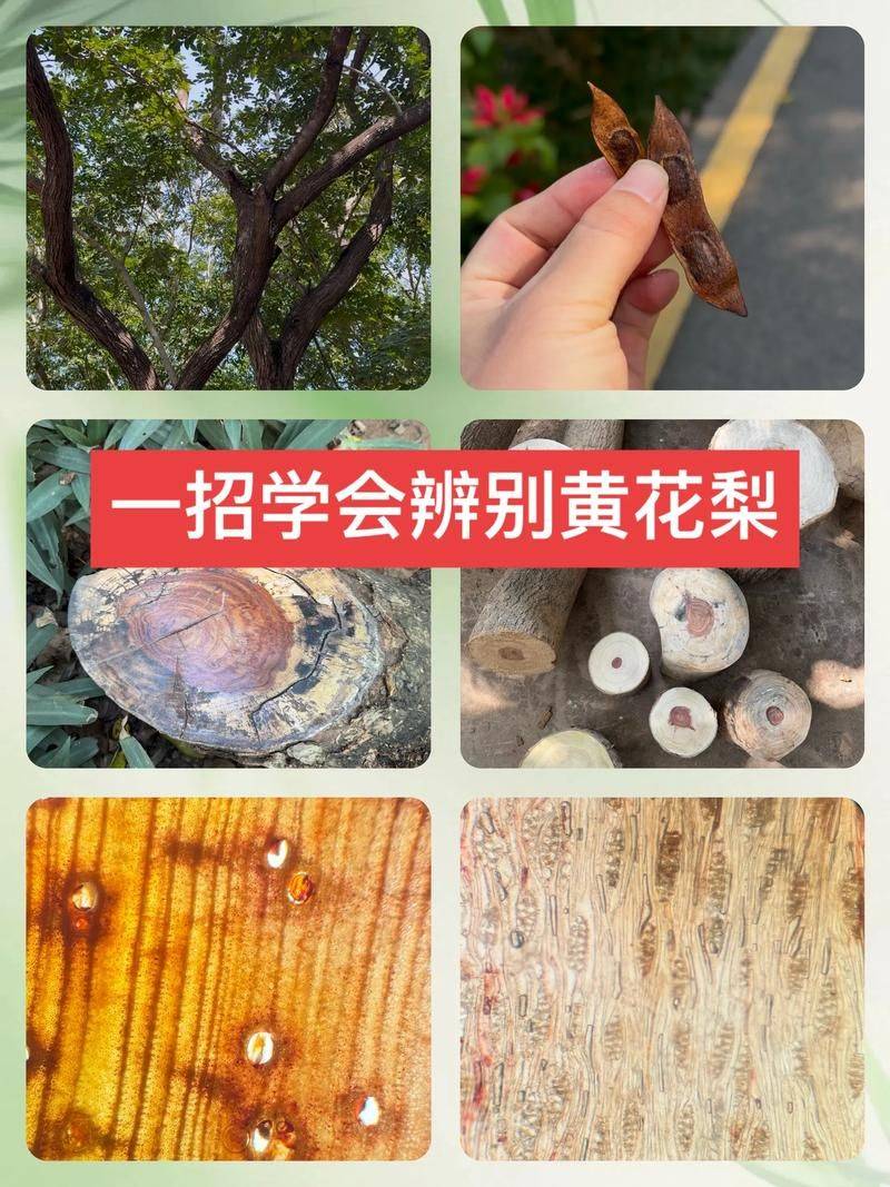 海南黄花梨种植方法