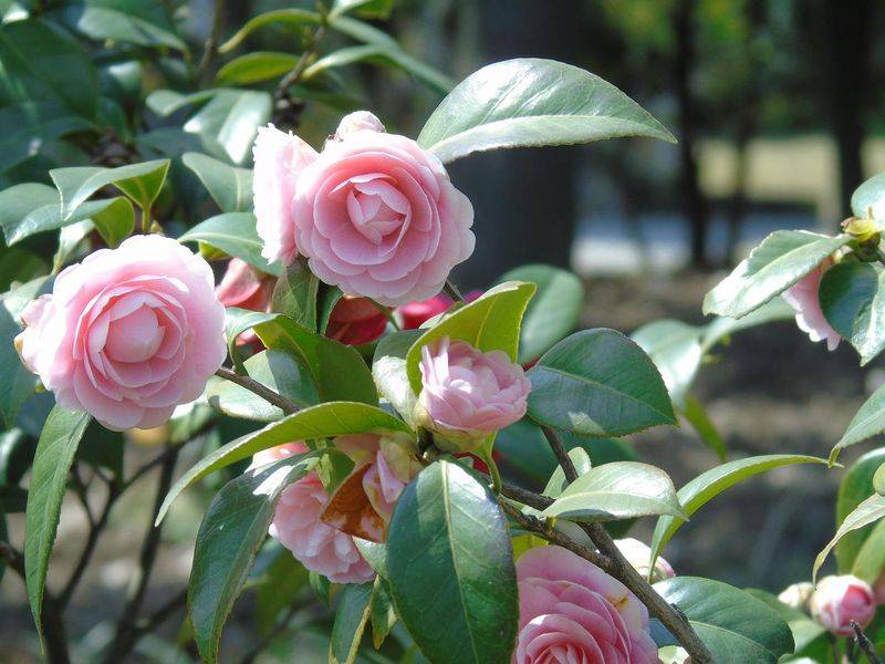 茶花的养殖方法和注意事项视频