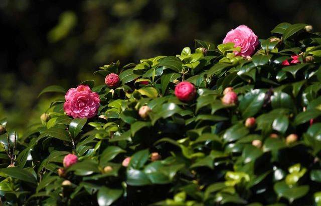 茶花的养殖方法和注意事项视频