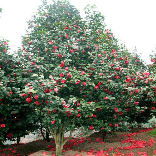 茶花的养殖方法和注意事项视频