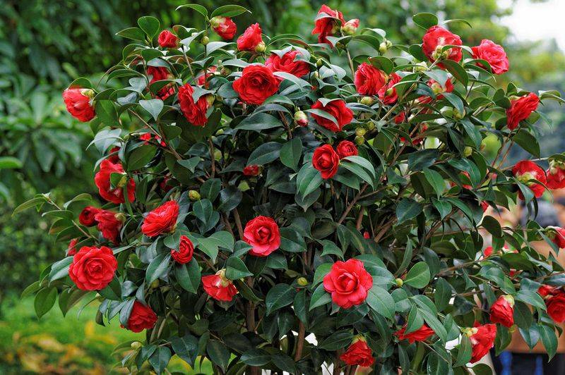 茶花的养殖方法和注意事项视频