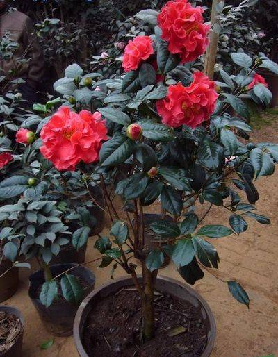 茶花的养殖方法和注意事项视频