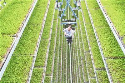 Technology and management of wheat cultivation
