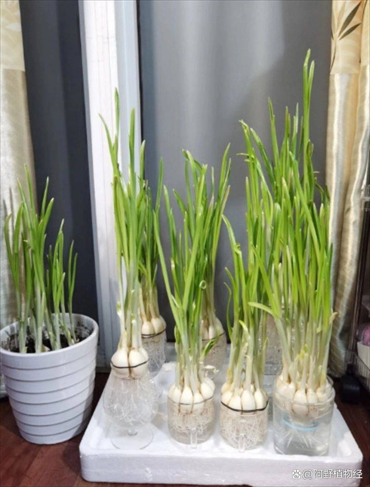 大蒜在家种植方法