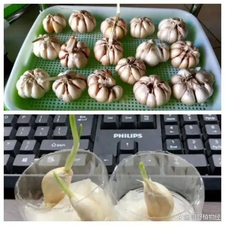 大蒜在家种植方法