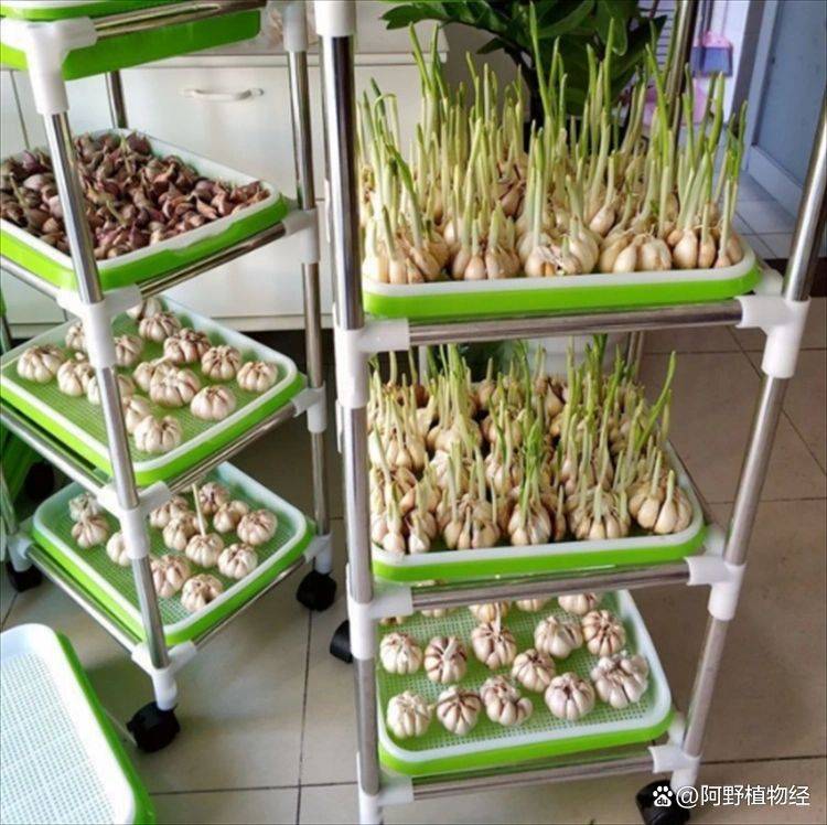 大蒜在家种植方法