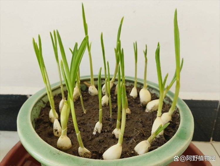 大蒜在家种植方法