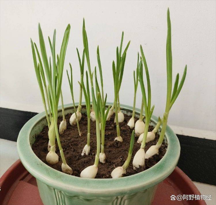 大蒜在家种植方法