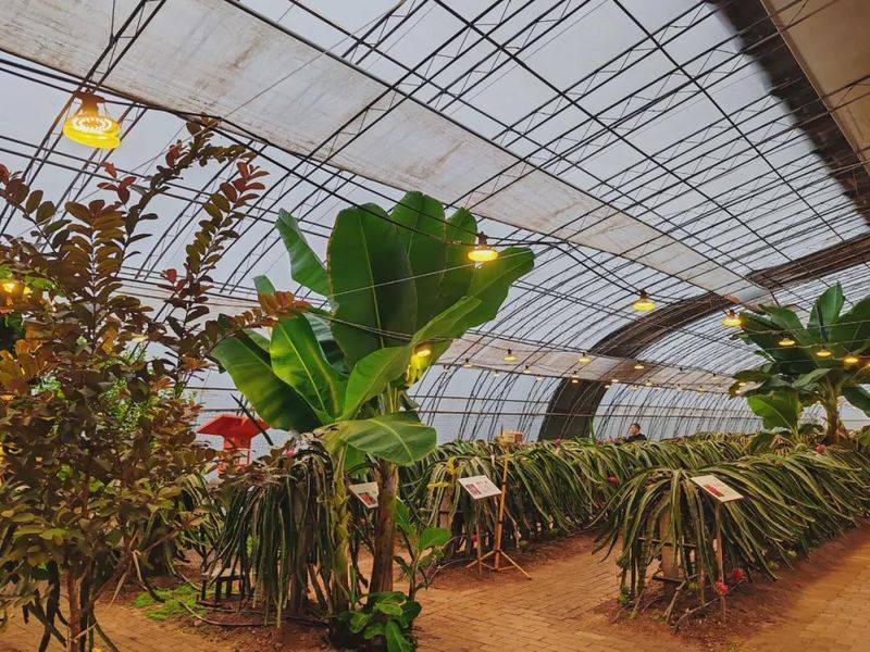 Plantation techniques for flamingo