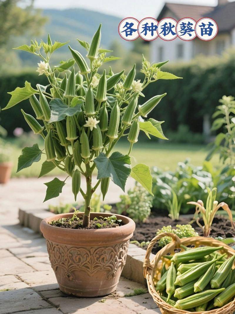 金秋葵种植方法