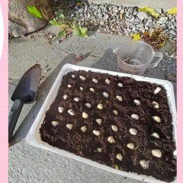 大蒜在家种植方法