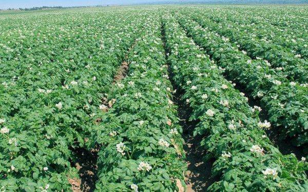 金秋葵种植方法