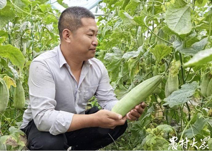 无土蔬菜种植技术