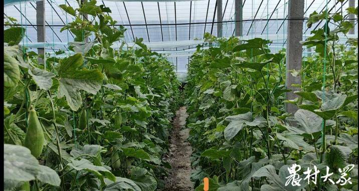 无土蔬菜种植技术