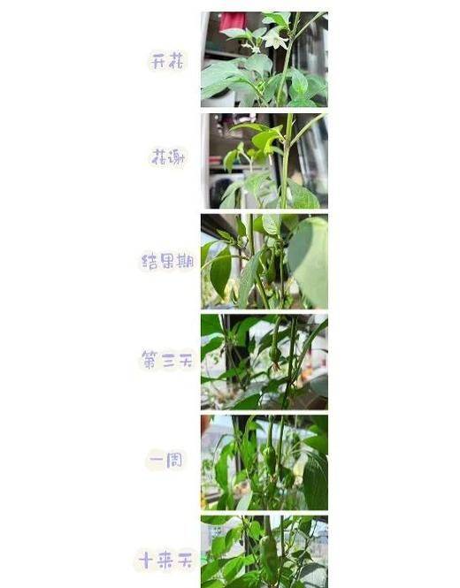 阳台辣椒苗的种植方法