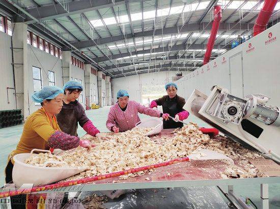 推广安全高效种植技术 平武魔芋“含科量”高